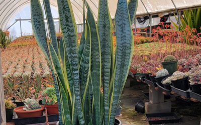 Sansevieria